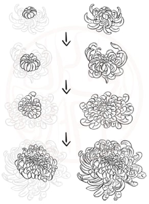 Tutoriel pour dessiner un chrysanthème japonais